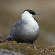 Long-tailed Jaeger