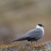 Long-tailed Jaeger