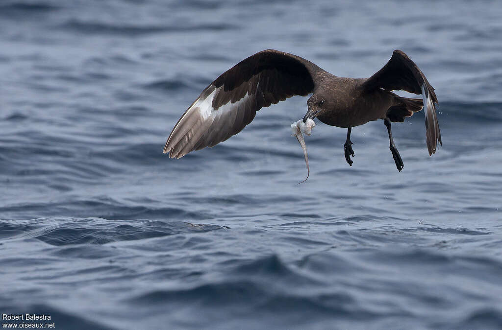 Labbe antarctique, pigmentation, Vol, pêche/chasse