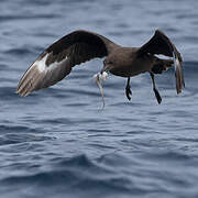 Labbe antarctique