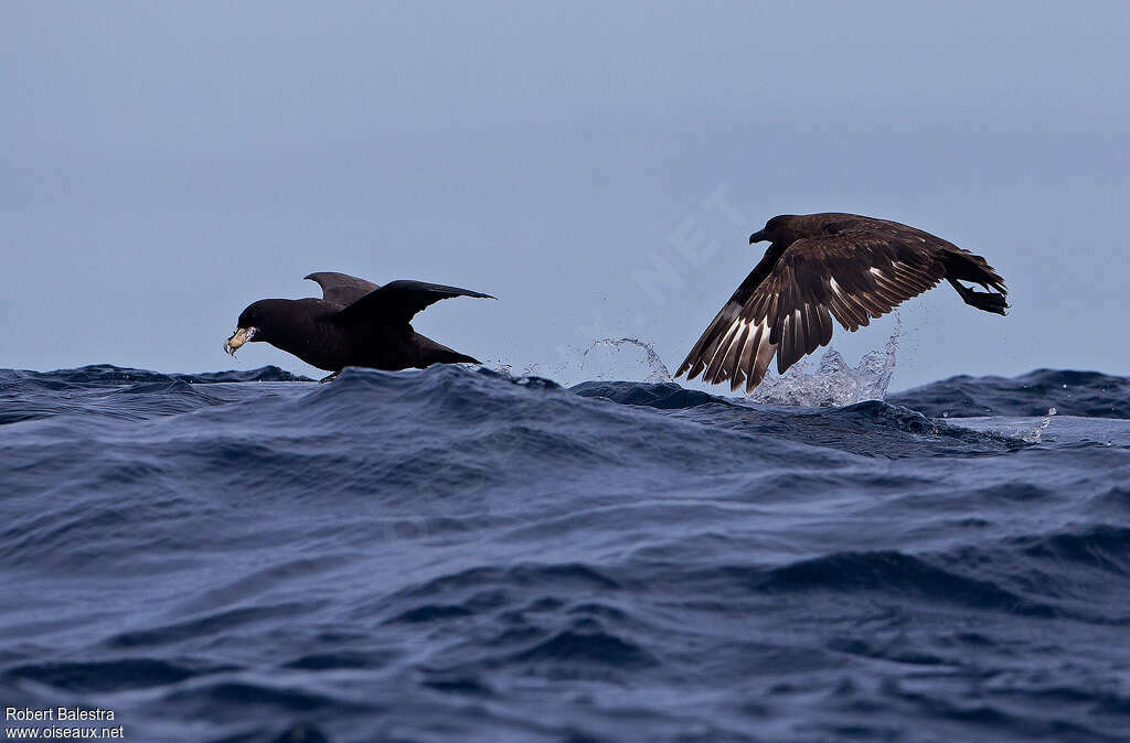 Brown Skua, fishing/hunting, Behaviour