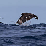 Brown Skua