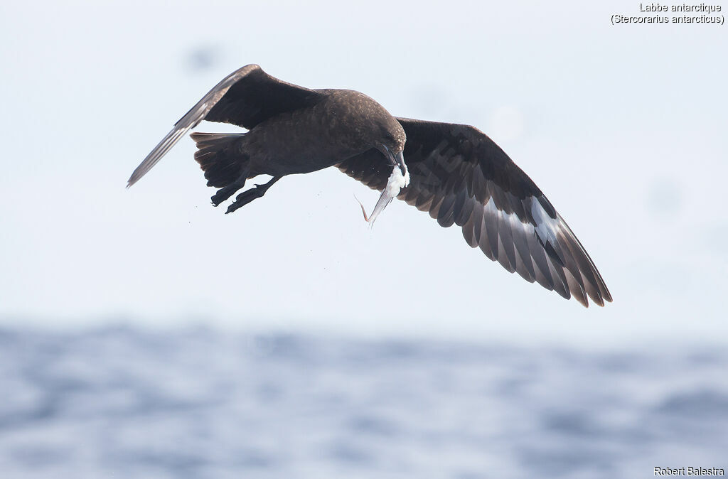 Brown Skua, pigmentation, feeding habits