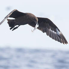 Labbe antarctique