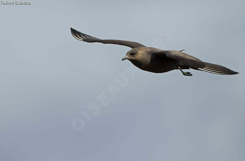 Parasitic Jaeger