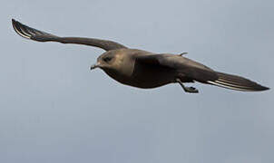 Parasitic Jaeger