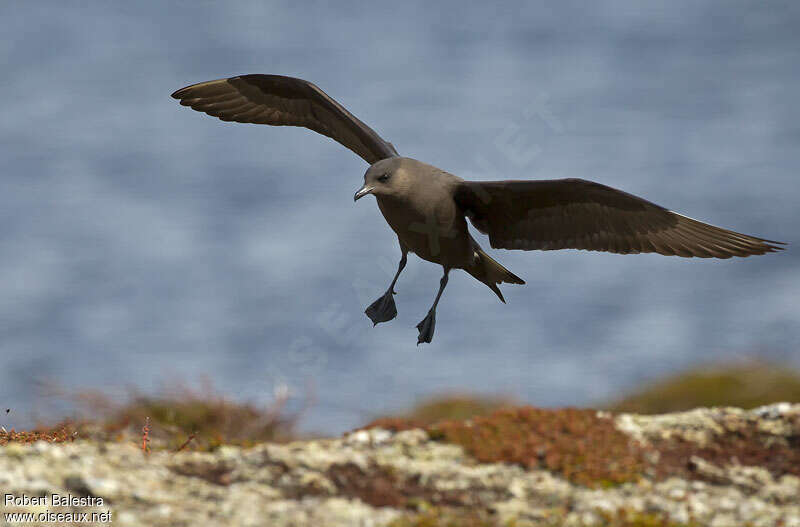 Parasitic Jaegeradult breeding, pigmentation, Flight, Behaviour