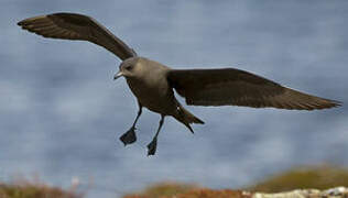 Parasitic Jaeger