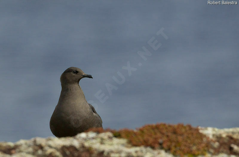 Parasitic Jaeger