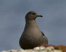 Parasitic Jaeger