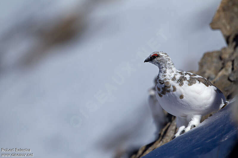 Rock Ptarmigan male adult transition, identification