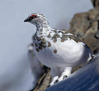 Rock Ptarmigan