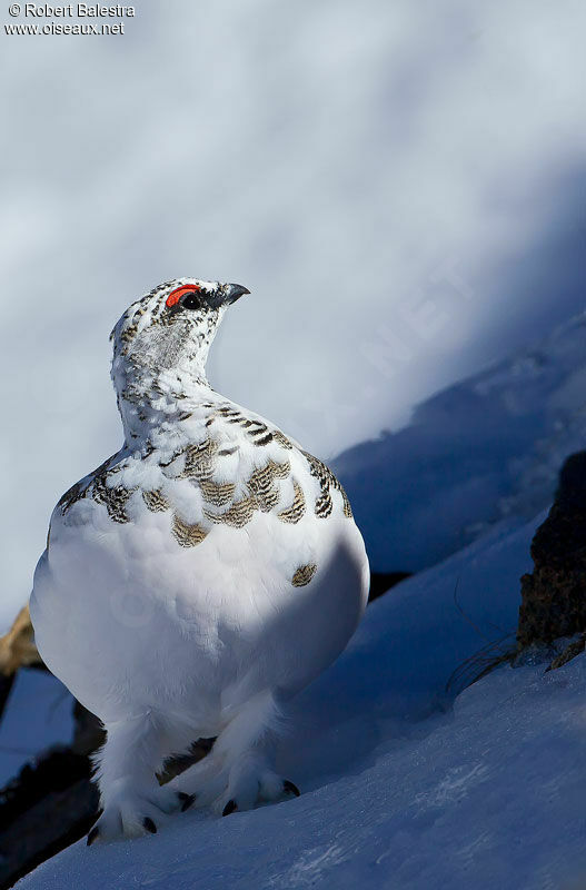 Lagopède alpin mâle