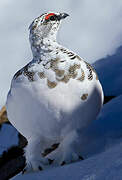 Rock Ptarmigan