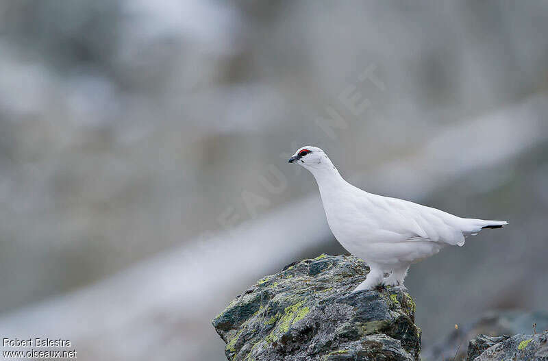 Rock Ptarmigan male adult post breeding, identification