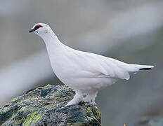 Rock Ptarmigan