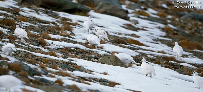 Rock Ptarmigan