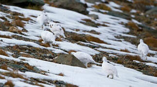 Rock Ptarmigan