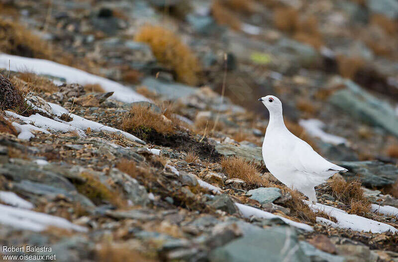 Lagopède alpin femelle adulte internuptial, identification