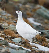 Rock Ptarmigan