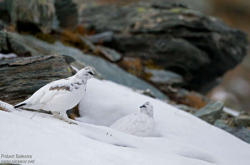 Rock Ptarmigan male adult transition, habitat, camouflage