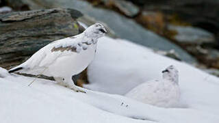 Rock Ptarmigan