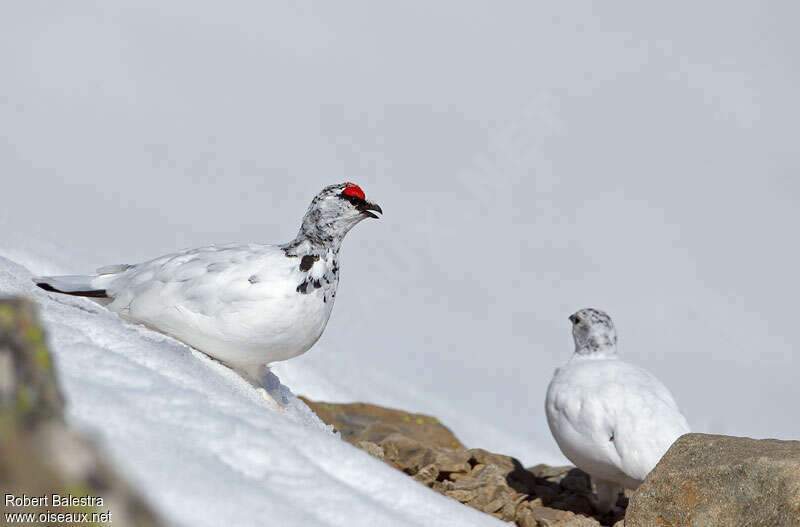 Lagopède alpinadulte internuptial