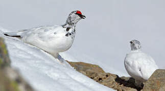 Rock Ptarmigan