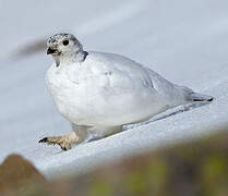 Rock Ptarmigan