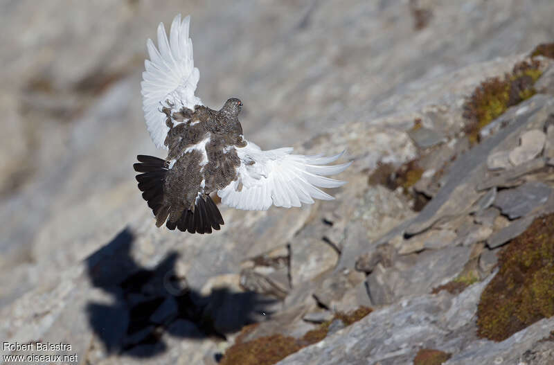 Lagopède alpin mâle adulte, Vol