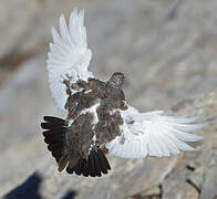 Rock Ptarmigan