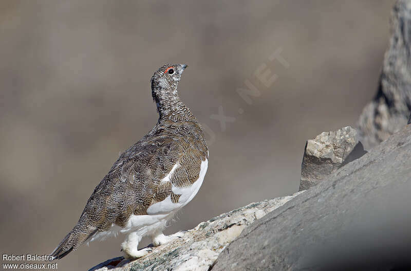 Rock Ptarmigan, identification