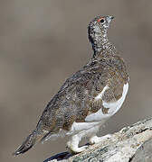 Rock Ptarmigan