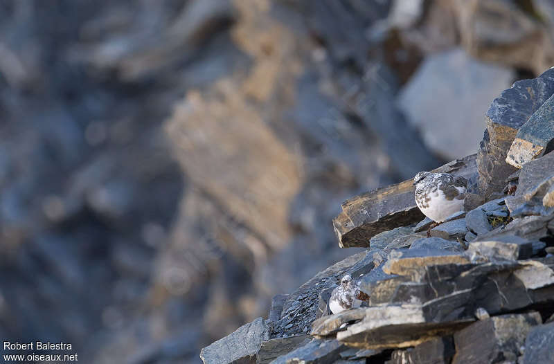 Rock Ptarmigan, habitat, camouflage