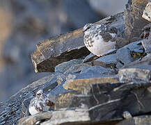 Rock Ptarmigan