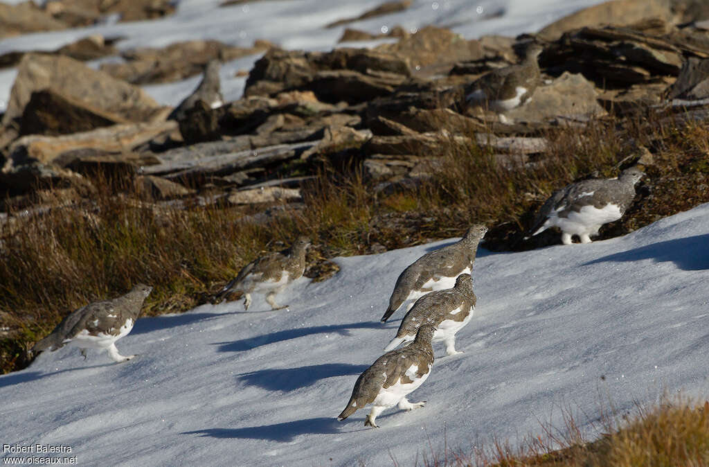 Rock Ptarmigan, habitat, camouflage, pigmentation, walking