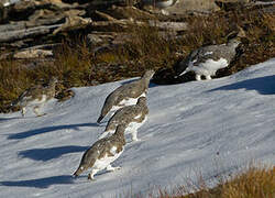 Rock Ptarmigan