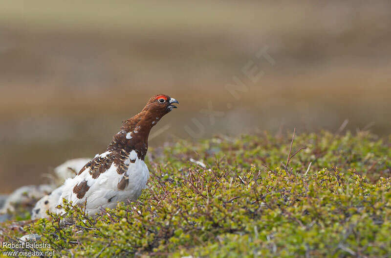 Willow Ptarmigan male adult breeding, habitat, pigmentation, Behaviour