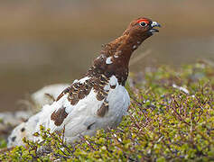 Willow Ptarmigan