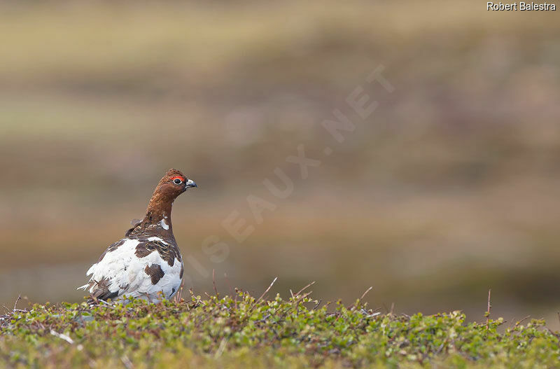 Willow Ptarmigan male