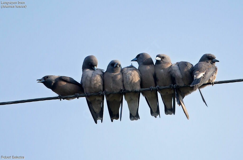 Ashy Woodswallow