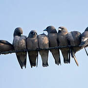 Ashy Woodswallow