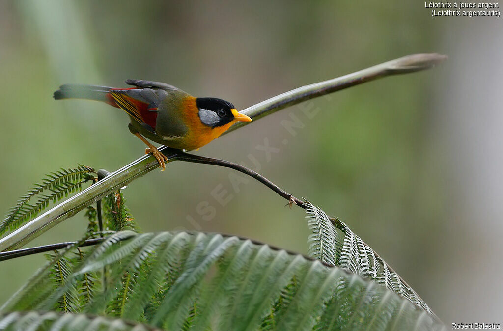 Silver-eared Mesia