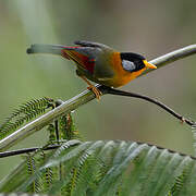 Silver-eared Mesia