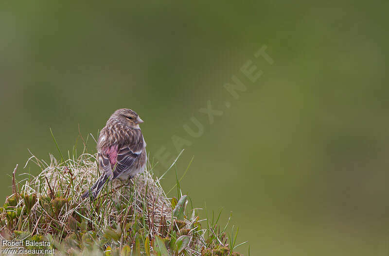 Twite male adult breeding, pigmentation