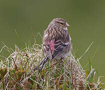 Twite