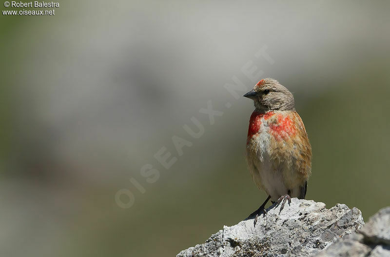 Common Linnet male adult