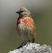 Common Linnet