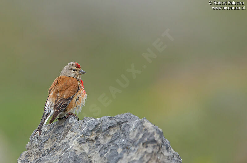 Common Linnet male adult