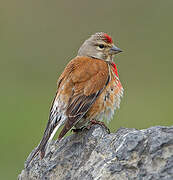 Common Linnet